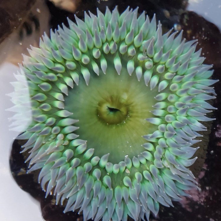 Intertidal Inhabitants